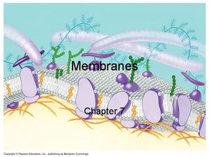 Membranes Chapter 7 The plasma membrane Separates living