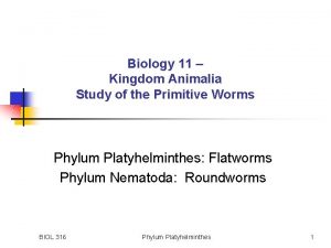 Characteristics of platyhelminthes