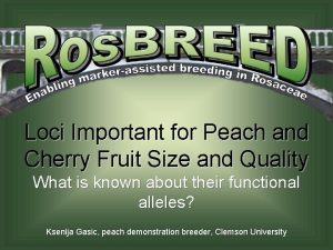 Loci Important for Peach and Cherry Fruit Size