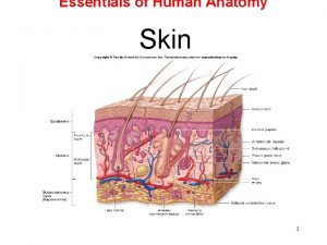Essentials of Human Anatomy Skin 1 Anatomy of