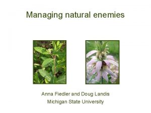 Managing natural enemies Anna Fiedler and Doug Landis