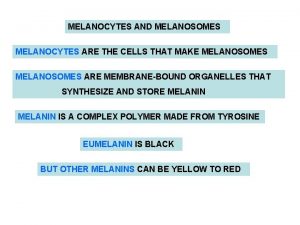 MELANOCYTES AND MELANOSOMES MELANOCYTES ARE THE CELLS THAT