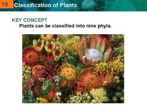 19 20 2 Classification of Plants KEY CONCEPT