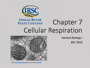 Chapter 7 Cellular Respiration Insert photo here representing