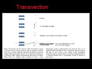 Hox gene mutation in drosophila