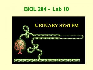 BIOL 204 Lab 10 Objective 1 Organs of