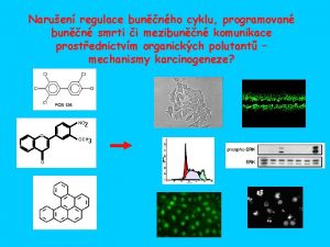 Naruen regulace bunnho cyklu programovan bunn smrti i