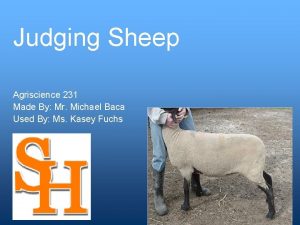 Judging sheep