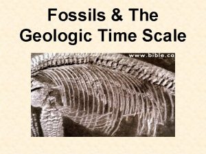 Quaternary period organisms