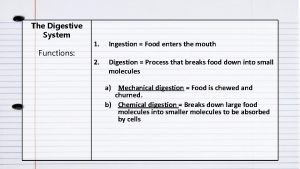 The Digestive System Functions 1 Ingestion Food enters
