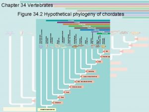 Ancestral deuterostome