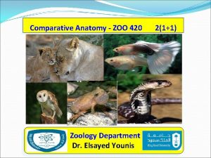 Comparative Anatomy ZOO 420 Zoology Department Dr Elsayed