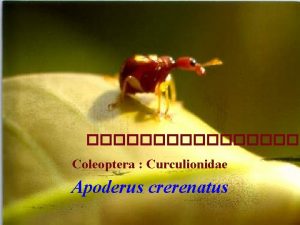 Coleoptera Curculionidae Apoderus crerenatus oriental fruit fly Diptera