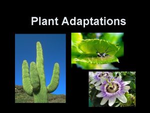 Plant structural adaptation