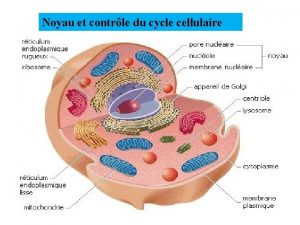 Noyau et contrle du cycle cellulaire Variation de