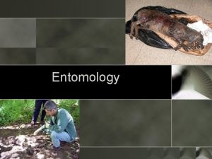 Entomology Introduction o Entomology is the study of