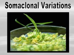 Somaclonal variation Somaclonal variation