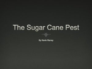 The Sugar Cane Pest By Kevin Raney Overview