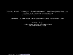 SingleCell FRET Imaging of Transferrin Receptor Trafficking Dynamics
