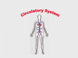 What is the circulatory system The circulatory system