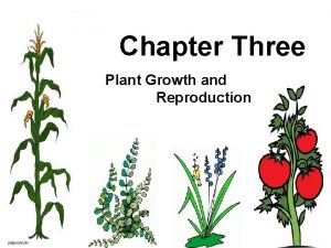 What makes plants grow