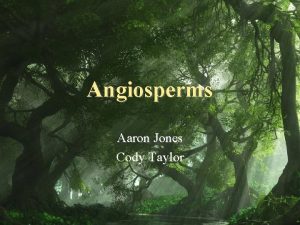 Angiosperms Aaron Jones Cody Taylor Fruited Plants Most