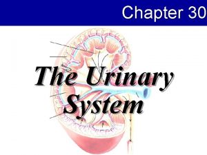 The urinary system chapter 30