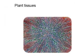 Plant tissues The vascular plant sporophyte is usually