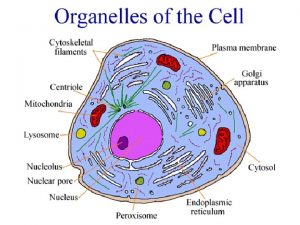 Three Sections of the Cell Cell Basic unit