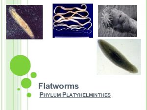 Flatworms PHYLUM PLATYHELMINTHES CHARACTERISTICS Unsegmented worms Simplest animals