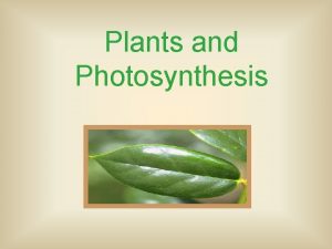 Plants and Photosynthesis Photosynthesis Organisms Autotrophs Self Feeders