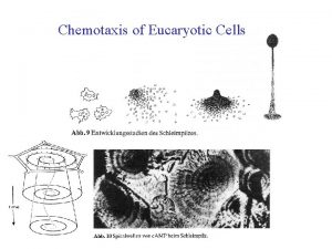 Chemotaxis of Eucaryotic Cells Video Cell Aggregation Observation