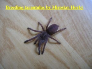 Breeding tarantulas by Miroslav Hork Basic informations The