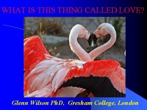 WHAT IS THING CALLED LOVE Glenn Wilson Ph