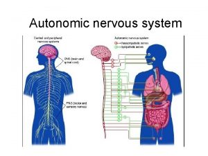 Autonomic nervous system AUTONOMIC NERVOUS SYSTEM autonomic nervous Autonomic nervous system AUTONOMIC NERVOUS SYSTEM autonomic nervous