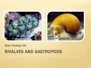 Gastropoda characteristics