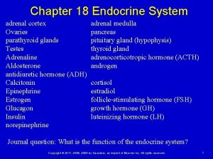 Chapter 18 Endocrine System adrenal cortex Ovaries parathyroid