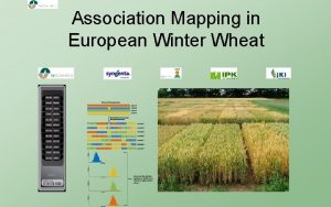 Association Mapping in European Winter Wheat Wheat in
