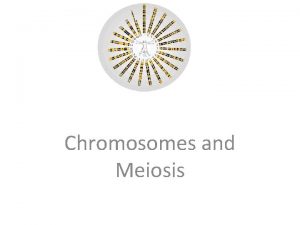 Chromosomes and Meiosis Somatic Cells Also called Body