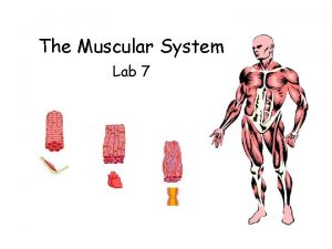 Lab 7 the muscular system