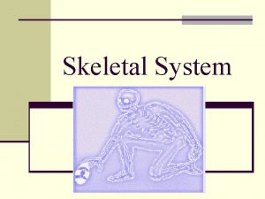 Skeletal System n Fill in the skeletal body