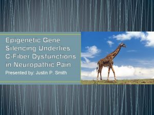 Epigenetic Gene Silencing Underlies CFiber Dysfunctions in Neuropathic