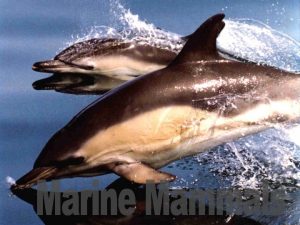 Marine mammal orders