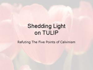 Tulip refuted