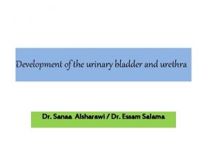 Development of urinary bladder