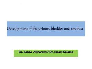 Urogenital sinus forms