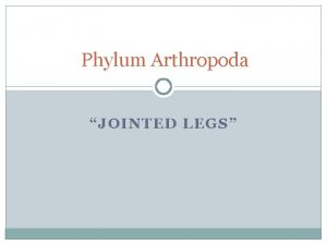 Phylum Arthropoda JOINTED LEGS Euglossa Bazinga http www