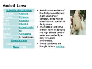 Axolotl Larva Scientific classification Kingdom Animalia Phylum Chordata