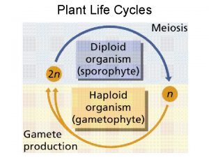 Plant life cycles and alternation of generations