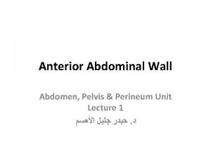 Anterior vs posterior abdominal wall
